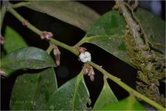 Diospyros nilagirica